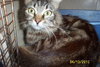 Tootsie