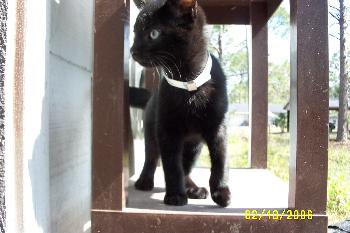 Toby