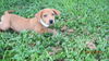 Cooper