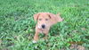 Cooper