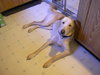 Buddy