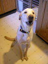 Buddy