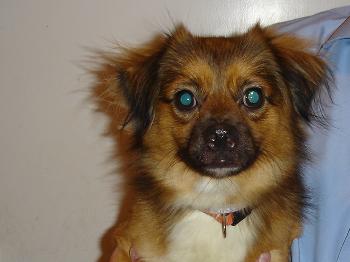 Coco