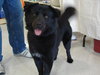 Blackie