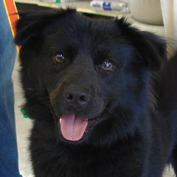 Blackie