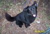 Blackie