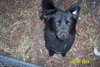 Blackie