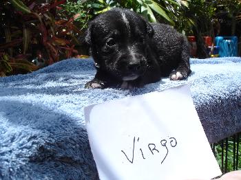 Virgo