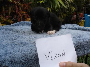 Vixon