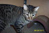 Putty Tat