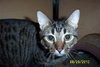 Putty Tat