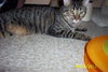 Putty Tat
