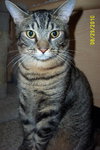 Putty Tat
