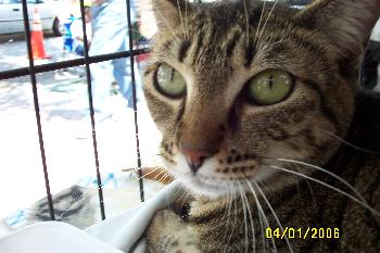 Dutchess