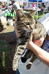 Dutchess