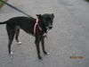 Dixie/ Princess