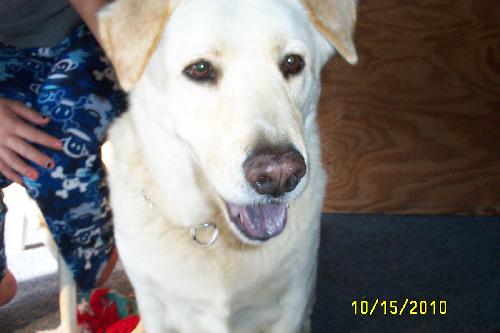 Buddy
