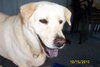 Buddy