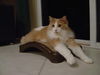 Dolce