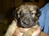Dottie
