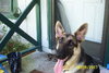 Buddy