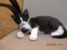 Tux