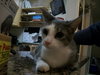 Cooper