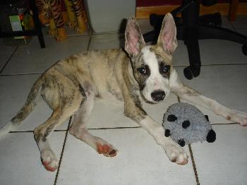 Dingo