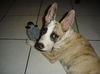 Dingo