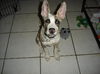 Dingo