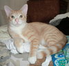 Tom