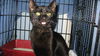 Salem