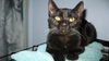 Salem
