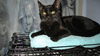 Salem