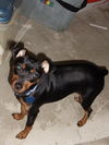 Duchess