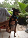 Duchess