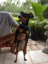 Duchess