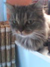Terrance
