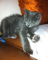 Toby