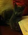 Toby