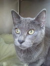 Toby