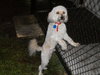 Buddy