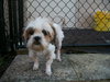 Buttercup