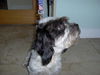 Bandit