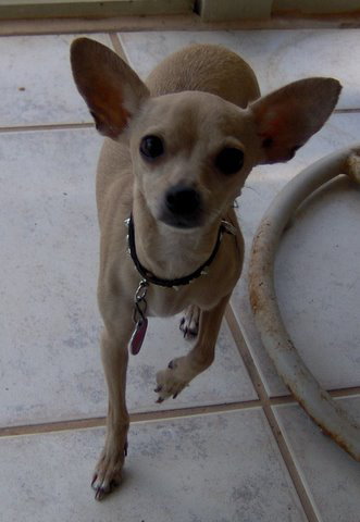 Punky