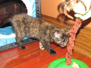 Willow