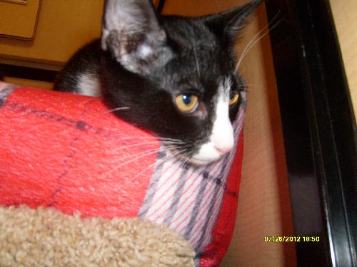 Tommy
