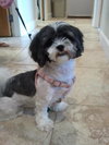 Tootie