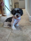 Tootie