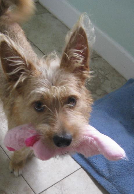 Baxter
